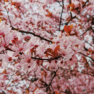 Midnight Sakura | 8oz Candle