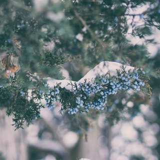 Frosted Pine Berry | 8oz Winter Candle